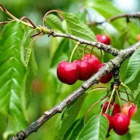 Cherry Rootstocks (Prunus avium Rootstocks) 2